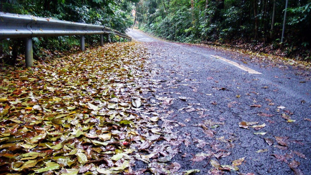 Fallen Trees